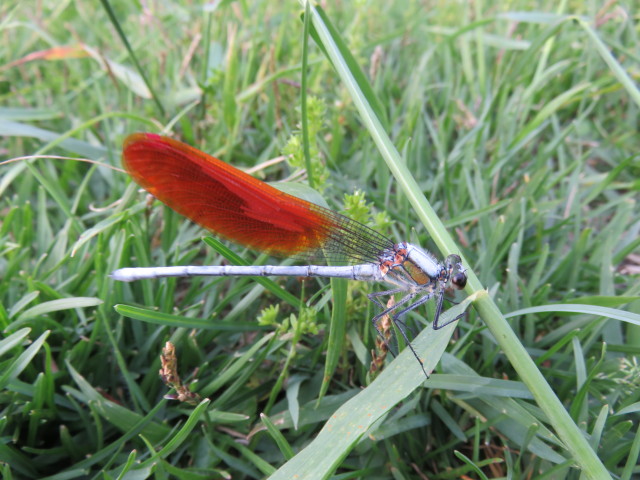 スピリチュアルメッセージ トンボ Four Dimensional Moon 四次元の月