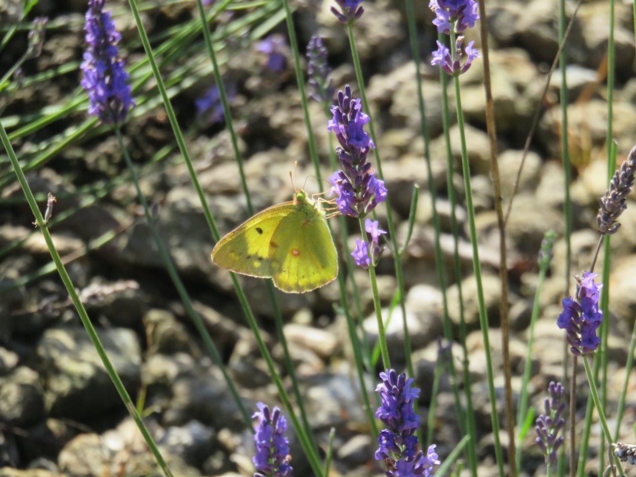 紋黄蝶 モンキチョウ Four Dimensional Moon 四次元の月